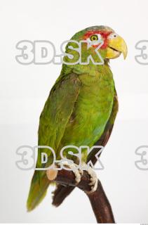 Amazon white-fronted - Amazona albifrons 0033